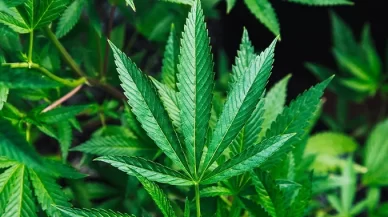 Alabama Laws: Do You Know the Cannabidiol CBD Laws in Alabama