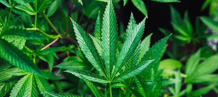 Alabama Laws: Do You Know the Cannabidiol CBD Laws in Alabama