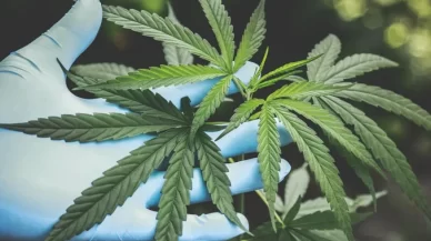 The Legality of Marijuana Possession in Alabama: Laws and Penalties