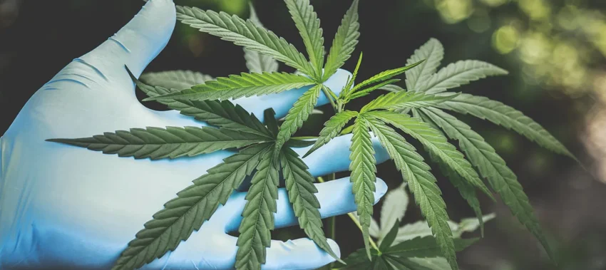 The Legality of Marijuana Possession in Alabama: Laws and Penalties