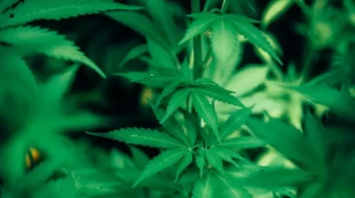 Complexities of “Simple” Drug Possession Isn’t So Simple