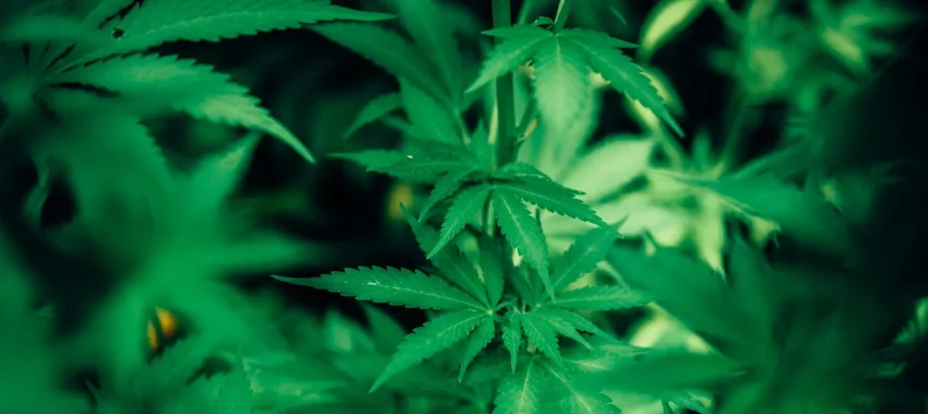 Complexities of “Simple” Drug Possession Isn’t So Simple